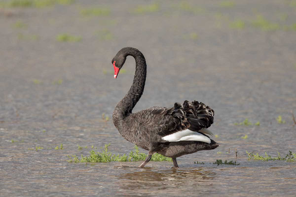Trauerschwan (Cygnus atratus) - Black swan - 15