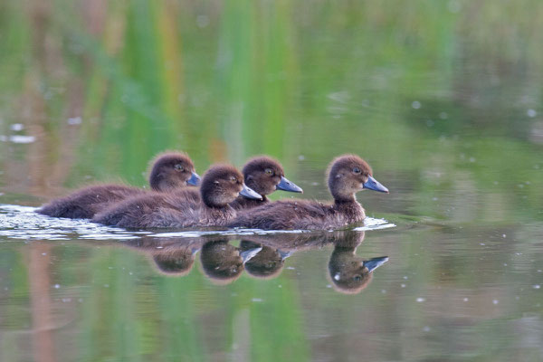 Reiherente,  Aythya fuligula, Tufted Duck - 10