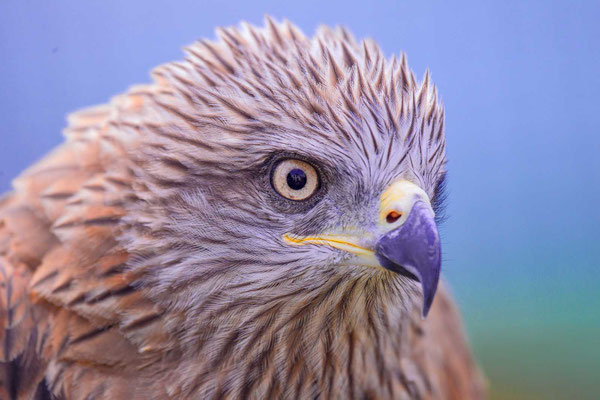 Schwarzmilan,  Black kite, Milvus migrans - 1