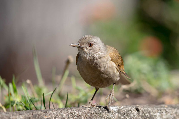 Fahlbrustdrossel (Turdus leucomelas) - 2