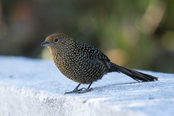 Langschwanz-Ameisenwürger (Mackenziaena leachii) - Large-tailed Antshrike - 4