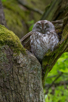 Waldkauz (Strix aluco) - 6