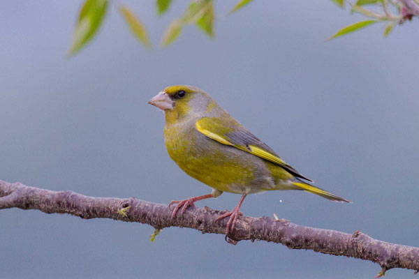 Grünfink (Carduelis chloris) - European greenfinch - 5