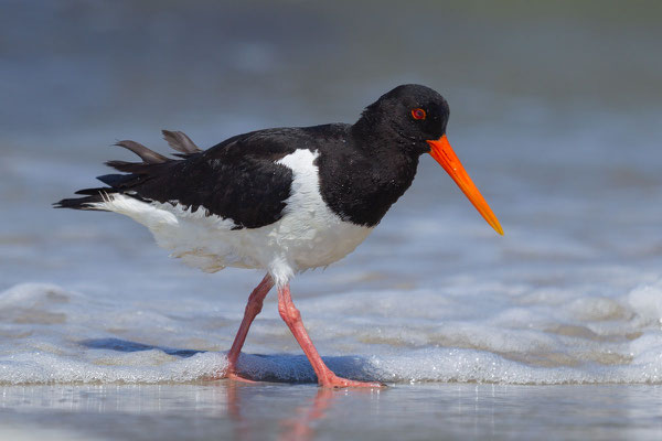 Austernfischer (Haematopus ostralegus) - 13