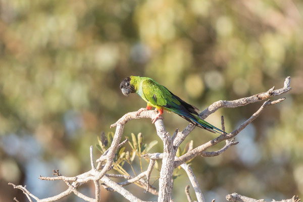 Nandaysittich (Aratinga nenday)  - 1