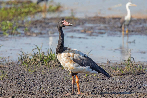 Spaltfußgans (Anseranas semipalmata) - Magpie goose - 2