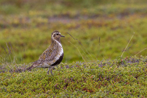 Goldregenpfeifer (Pluvialis apricaria) - 3