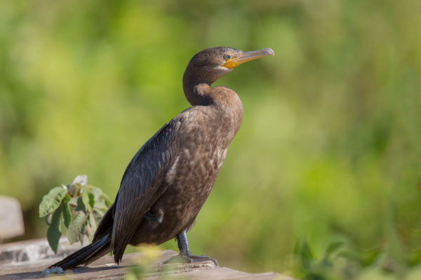 Olivenscharbe (Phalacrocorax brasilianus)  - 4