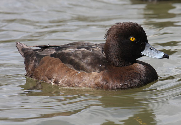 Reiherente,  Aythya fuligula, Tufted Duck - 14