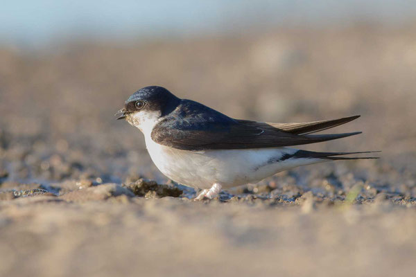 Mehlschwalbe  Delichon urbicum, Northern House-Martin - 10