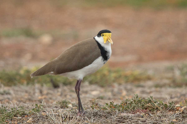 Schwarznackenkiebitz (Vanellus novaehollandiae) - Black-shouldered Lapwing - 1