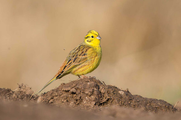 Goldammer (Emberiza citrinella) - Yellowhammer - 3