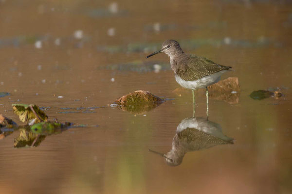 Waldwasserläufer (Tringa ochropus) - 5