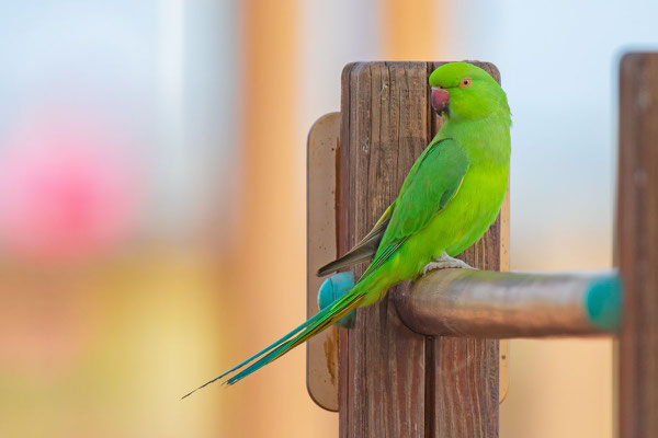 Halsbandsittich (Psittacula krameri) auf der kanarischen Insel Fuerteventura.