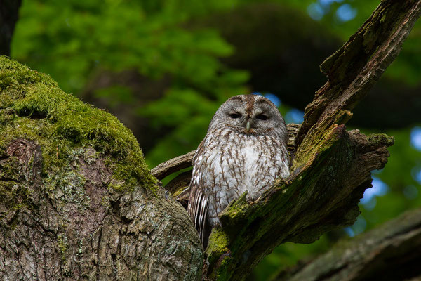 Waldkauz (Strix aluco) - 3