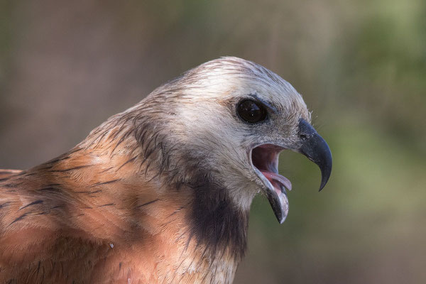 Fischbussard (Busarellus nigricollis) - 2