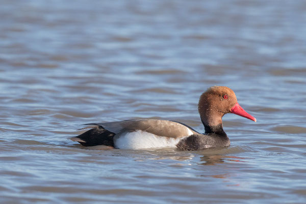 Kolbenente,  Netta rufina, Red-crested Pochard - 1