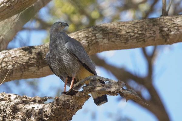 Sperberweihe (Geranospiza caerulescens) - 2