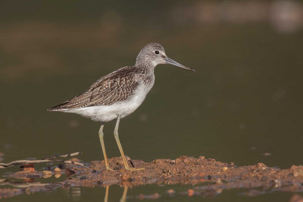 Grünschenkel (Tringa nebularia) - 1