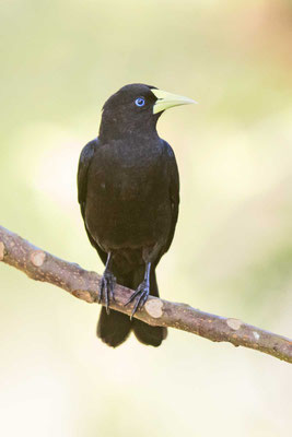 Rotbürzelkassike (Cacicus haemorrhous) - Red-rumped Cacique - 4