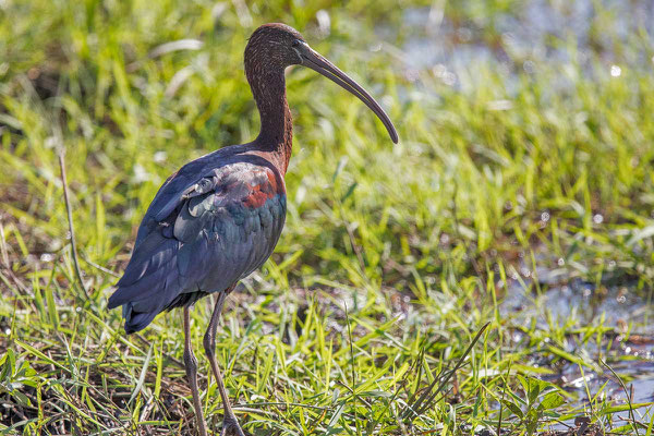 Brauner Sichler (Plegadis falcinellus) - Glossy ibis - 3