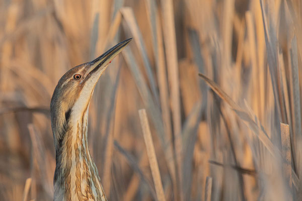 Nordamerikanische Rohrdommel (Botaurus lentiginosus)