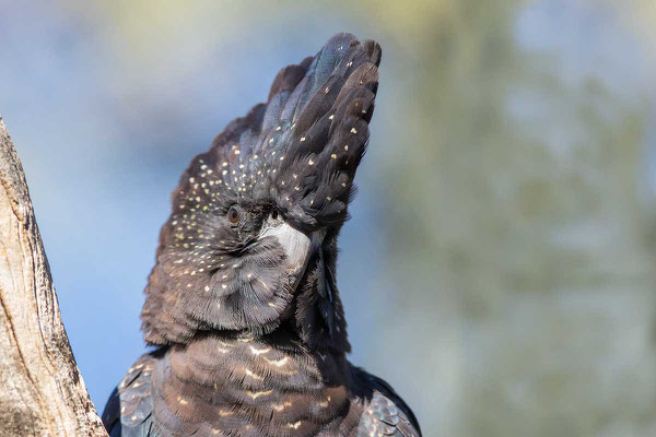 Banks-Rabenkakadu,  Red-tailed black cockatoo, Calyptorhynchus banksii - 4