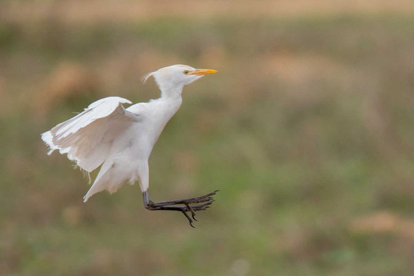 Kuhreiher (Bubulcus ibis) -  5