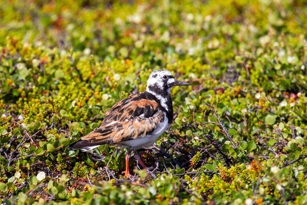 Steinwälzer (Arenaria interpres) - 7