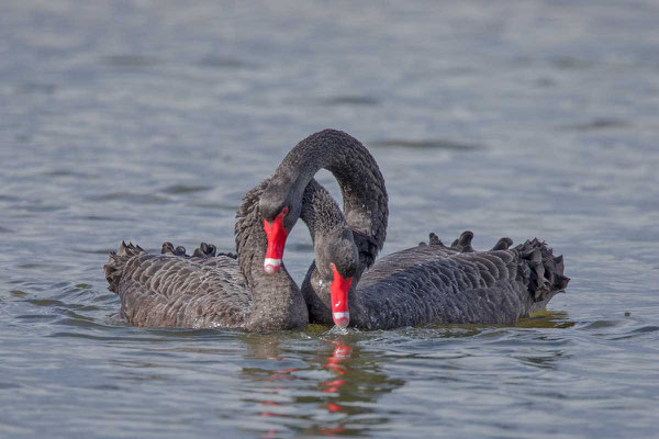 Trauerschwan (Cygnus atratus) - Black swan - 10