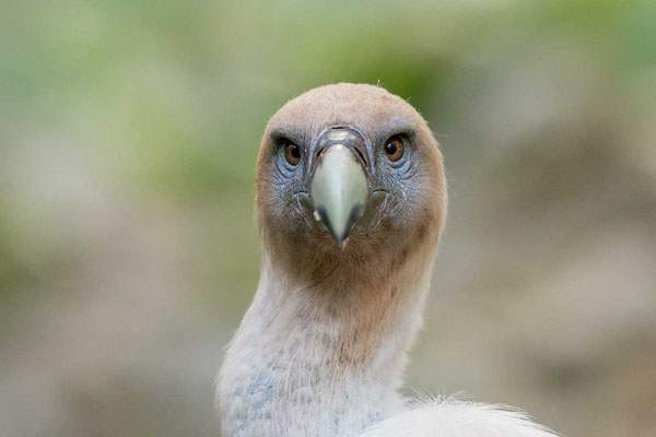 Gänsegeier (Gyps fulvus) - Griffon Vulture - 6