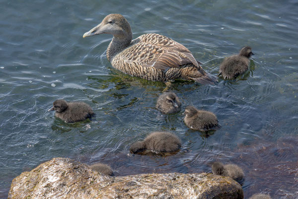 Eiderente, Somateria mollissima, Common Eider - 12