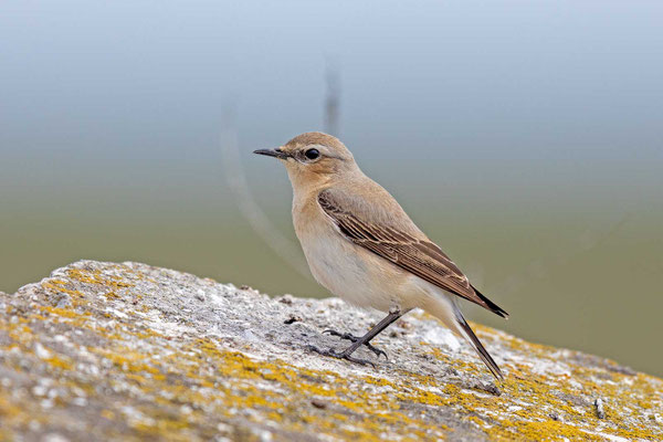 Steinschmätzer (Oenanthe oenanthe), Weibchen