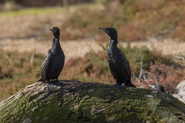 Schwarzscharbe (Phalacrocorax sulcirostris) - Little black cormorant - 2