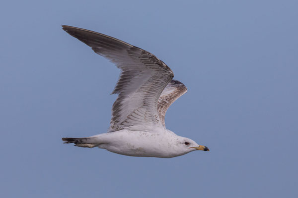 Ringschnabelmöwe  (Larus delawarensis)