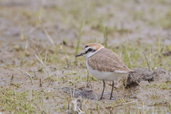 Seeregenpfeifer (Charadrius alexandrinus) - 3