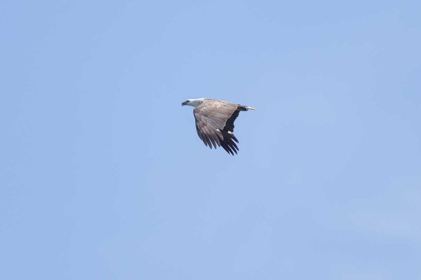 Weißbauch-Seeadler, White-bellied Sea-eagle, Haliaeetus leucogaster - 2