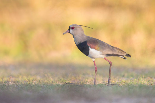 Bronzekiebitz (Vanellus chilensis) - 3