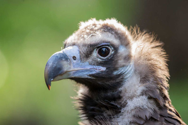 Mönchsgeier (Aegypius monachus) - Cinereous vulture - 2