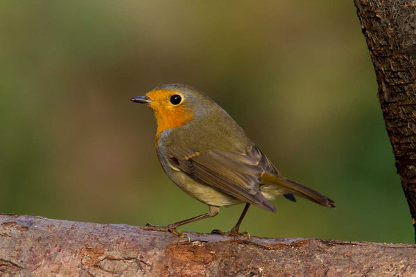 Rotkehlchen (Erithacus rubecula) - 3