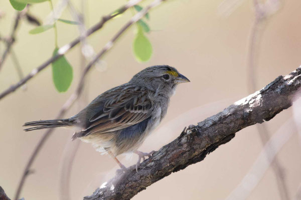 Wachtelammer (Ammodramus humeralis) - Grassland sparrow - 2
