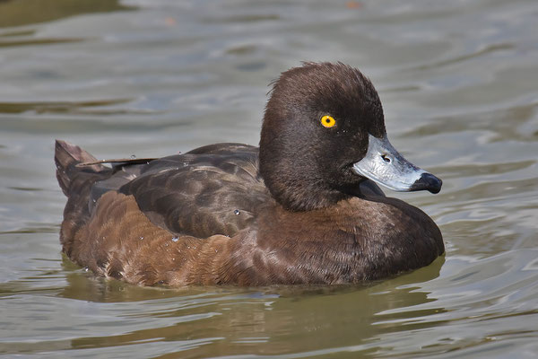 Reiherente,  Aythya fuligula, Tufted Duck - 13