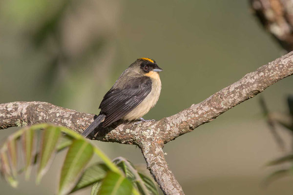 Schwarzgesichttangare (Trichothraupis melanops) - Black-goggled Tanager - 1