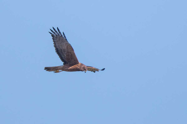 Sumpfweihe, Swamp Harrier, Circus approximans - 2