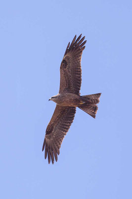 Schwarzmilan,  Black kite, Milvus migrans - 8