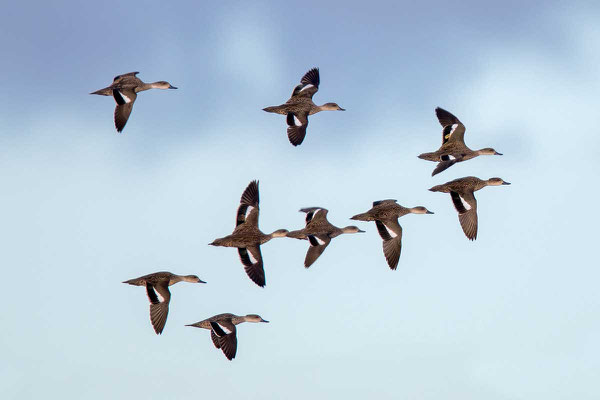 Australische Weißkehlente (Anas gracilis) - Grey teal - 3