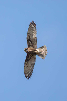 Habichtfalke, Brown falcon, Falco berigora - 2