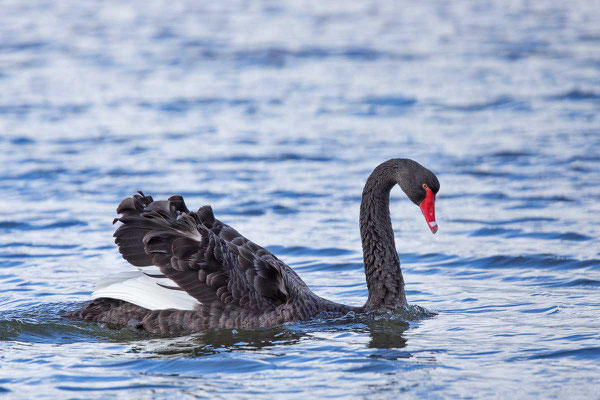 Trauerschwan (Cygnus atratus) - Black swan - 14