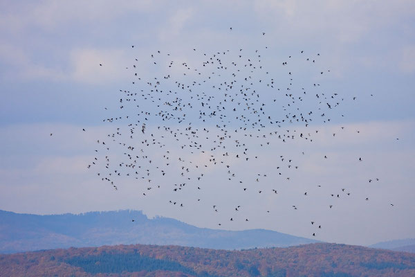 Ringeltaube (Columba palumbus) - 4