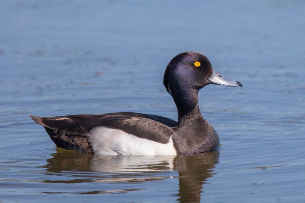 Reiherente,  Aythya fuligula, Tufted Duck - 12